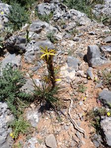 Asfodelka žlutá (Asphodeline lutea)-kopíčko